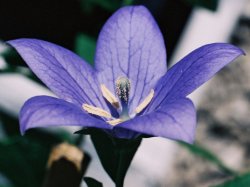 Platycodon grandiflorus