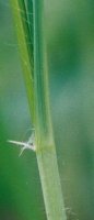 Calamagrostis arundinacea