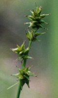 Carex echinata (turzyca gwiazdkowata)