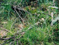 Carex echinata (turzyca gwiazdkowata)