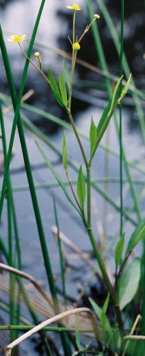 Ranunculus flammula (jaskier płomiennik)