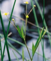 Ranunculus flammula (jaskier płomiennik)