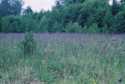 Cirsium rivulare