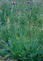 Cirsium rivulare