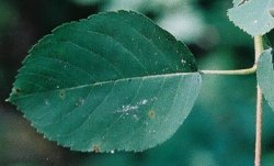 Amelanchier spicata