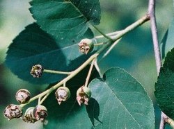 Amelanchier spicata