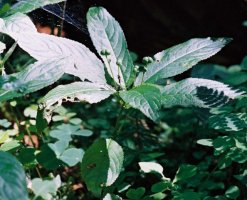 Mercurialis perennis