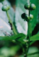 Mercurialis perennis