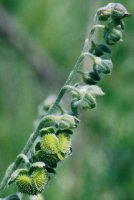 Cynoglossum officinale