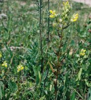 Rhinanthus serotinus