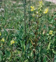 Rhinanthus serotinus