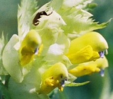 Rhinanthus serotinus