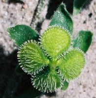 Cynoglossum officinale