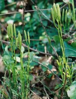 Diphasiastrum complanatum (widlicz spłaszczony)