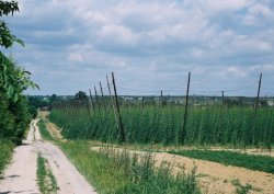 Humulus lupulus (chmiel zwyczajny)