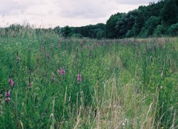 Lythrum salicaria (krwawnica pospolita)