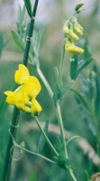 Lathyrus pratensis (groszek łąkowy)