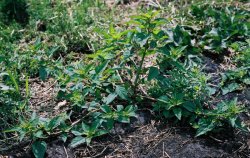 Chenopodium polyspermum (komosa wielonasienna)