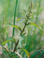 Chenopodium polyspermum (komosa wielonasienna)