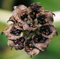 Caltha palustris