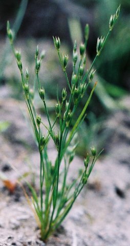 Juncus bufonius