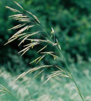 Bromus inermis