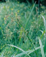 Scirpus sylvaticus