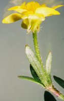 Ranunculus bulbosus (jaskier bulwkowy)