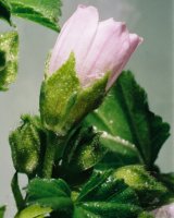 Malva neglecta (ślaz zaniedbany)