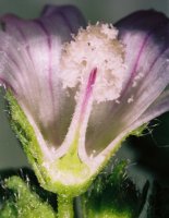 Malva neglecta (ślaz zaniedbany)