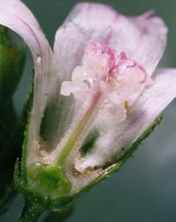 Malva neglecta (ślaz zaniedbany)