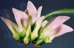 Coronilla varia (cieciorka pstra)