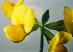 Lotus corniculatus