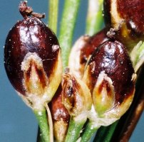 Juncus compressus