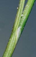 Juncus compressus