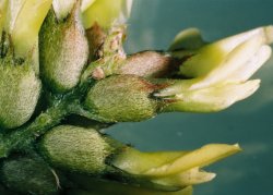 Astragalus cicer (traganek pęcherzykowaty)