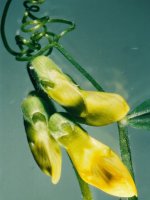 Lathyrus pratensis (groszek łąkowy)