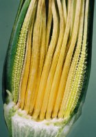 Tragopogon pratensis