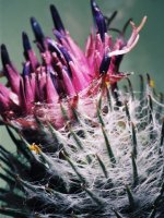 Arctium tomentosum (łopian pajęczynowaty)