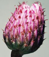 Cirsium arvense (ostrożeń polny)