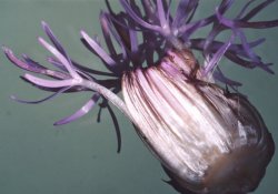 Cirsium arvense (ostrożeń polny)