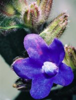 Anchusa officinalis (farbownik lekarski)