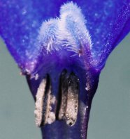 Anchusa officinalis (farbownik lekarski)