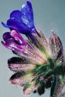 Anchusa officinalis (farbownik lekarski)