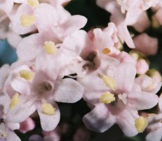 Valeriana officinalis