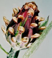 Centaurea jacea