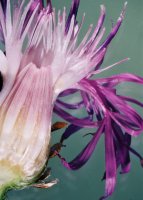 Centaurea jacea