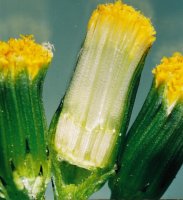 Senecio vulgaris (starzec zwyczajny)