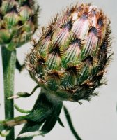 Centaurea stoebe (chaber nadreński)