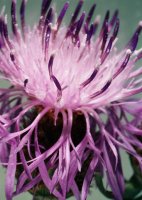 Centaurea stoebe (chaber nadreński)